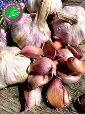 4 STÜCK KNOBLAUCHKNOLLEN