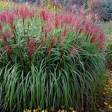 1 x Miscanthus sinensis
