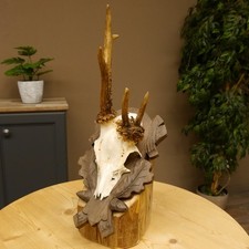 Rehgeweih abnormes Reh