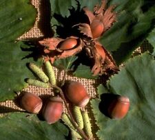 Haselnuss `Nottingham´s Fruchtbare´, Strauch, 80-100cm im 7,5L-Topf