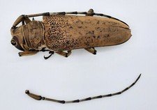 Cerambycidae apriona sp - apriona,