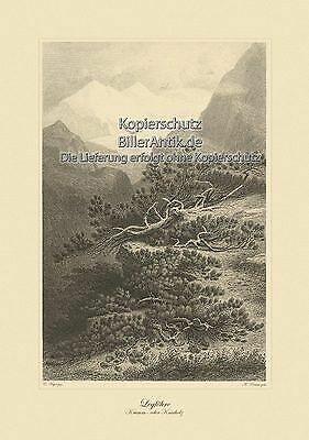 Legföhre latschenkiefer - legföhre,