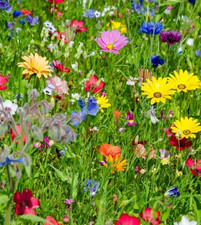 15m² Bienenweide Wildpflanzen Bienenwiese SOMMER-BLUMEN Mehrjährig Blumensamen 