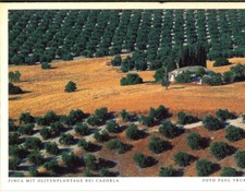 Spain - Andalucia - Jaén - Cazorla - Finca mit Olivenplantage