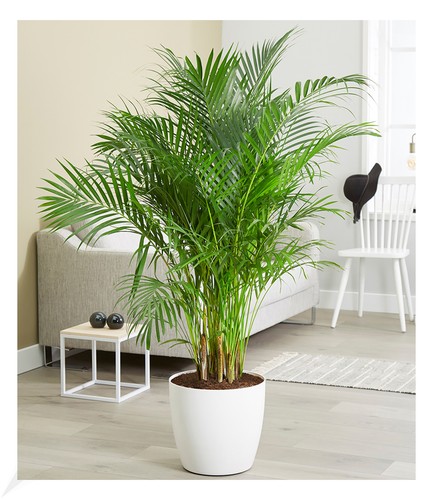 Areca palme 100 hoch - ca., hoch,1
