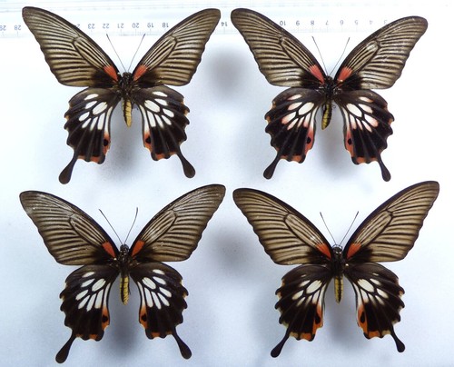 Set papilio memnon - x,