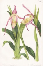 Cypripedium Frauenschuh