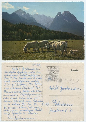 58804 bergschafe am - -,