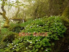 Foto holzsauerampfer oxalis - holzsauerampfer, (oxalis
