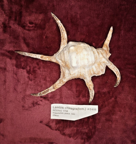 Grosse lambis chiragra - #, xl