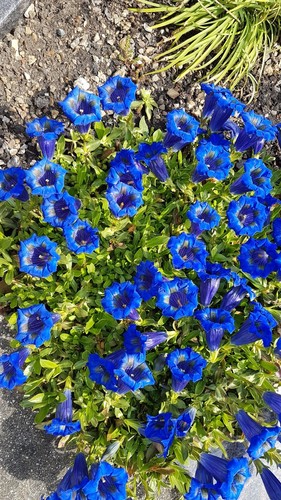 Alpen enzian gentiana - *,