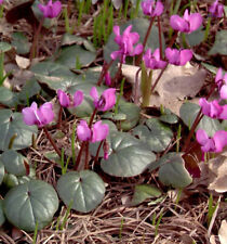 Frühlings Alpenveilchen Ruby Star - Cyclamen coum