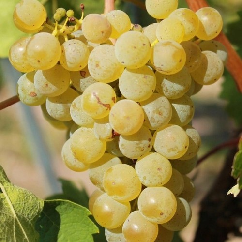 Weintraube muskat odesskij - weintraube,