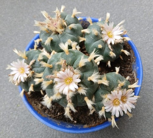 Samen peyote - -,