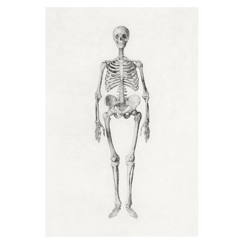 Anatomisches skelett vintage - skelett,