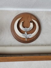 Keilerwaffen Wildschwein Wildschweinhauer Präparat Deko Schild Jagd Trophäen