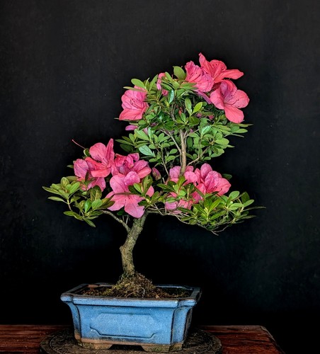 Bonsai japanische azalee - bonsai,