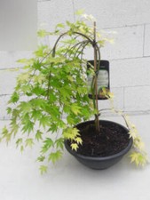 Ahorn palmatum dragon master - dragon,