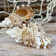 Bursa Rubeta 7cm echte Deko