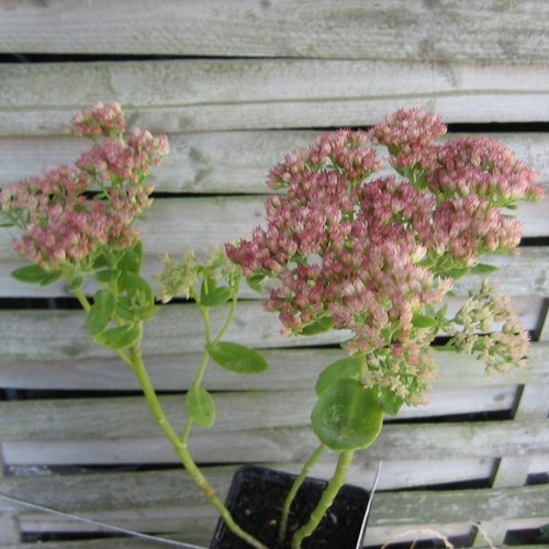 Fetthenne herbstfreude sedum - herbstfreude,