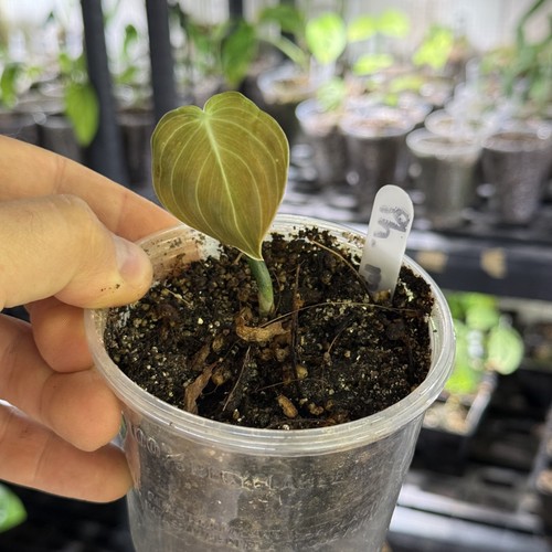 Philodendron melanochrysum