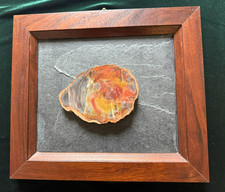 Versteinertes Holz aus Arizona