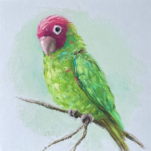 Papagei original pastell - papagei,