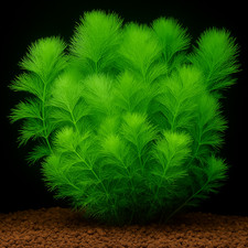 Limnophila aquatica – Riesen-Sumpffreund In-Vitro (1-2-Grow!) für Hintergrund