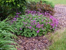 Staude Niedriger Storchschnabel Geranium cantabrigiense Karmina