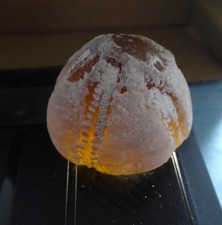 Interessanter Seeigelsteinkern Galerites bei LED Licht durchscheinend dekorativ