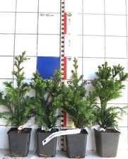 Cryptomeria japonica "Pipo" / Sicheltanne, aufrechte Zwergform