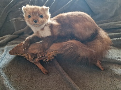 Steinmarder marder taxidermie - steinmarder,