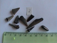 Haizahn Haifischzahn Haizähne Konvolut Fossilien Nr. 2