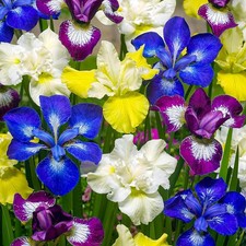 Schwertlilien Winterhart - Iris Blumenzwiebeln - Sibirica - 5 Stück - Mehrfarbig