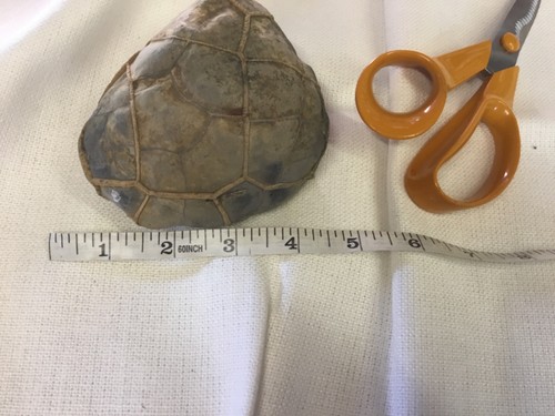 Schildkrötenpanzer fossil - schildkrötenpanzer,