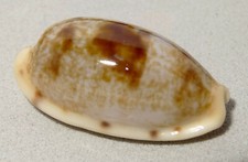 Meeresschnecke Cypraea teres