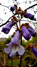 Blauglockenbaum (Paulownia tomentosa) Riesenblätter bis zu 80 cm groß, 50 Samen