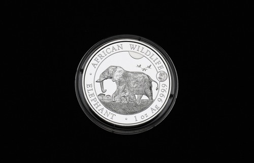 Somalia elephant 2022 - elephant, -privy