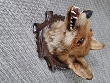 Fuchs Kopf Präparat- Trophäe aus Nachlass - Fell - Kopf 