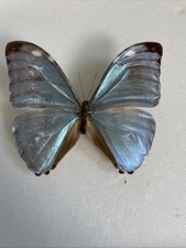 Entomologie morpho eugenia - entomologie*morpho,