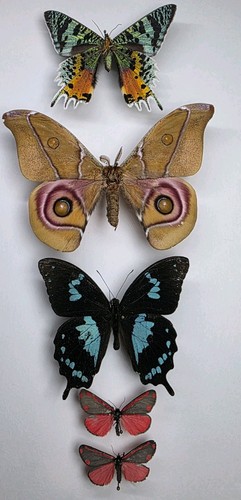 Echte schmetterling motte - echte, schmetterling/motte