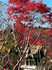 10 Steckhölzer orig. SOTSCHI GOLD  FEIGENBAUM Riesenfeige Allgäu WINTERHART 20-