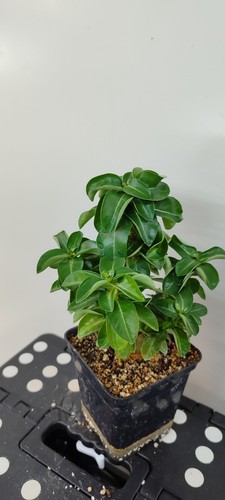 Adenium mini n10 - mini,