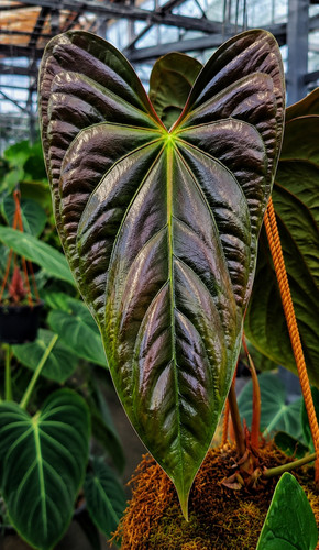 1895xr anthurium - aa,