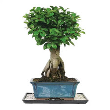 Ginseng Grafted Ficus Bonsai