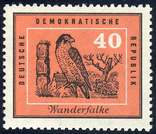 703 vögel wanderfalke - vögel,