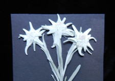 3x echtes Edelweiß ,gepreßt