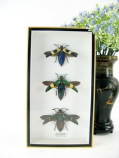 3 Jewel Beetle - echte
