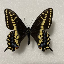 Entomologie*Papilio brevicauda