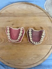 kavo zähne für zahnmedizin studium